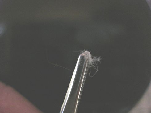 ピンセットでつまみ上げた繊維
